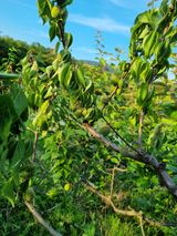 팜모닝 매실·병해충상담 게시글 이미지