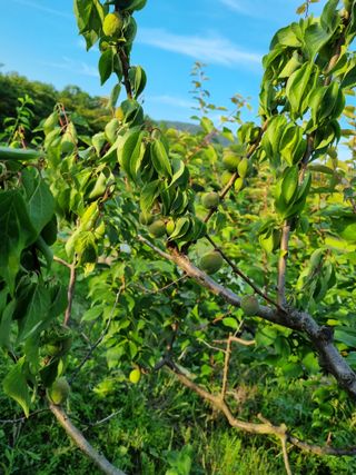 황매실님의 매실 · 병해충상담 작성글 사진