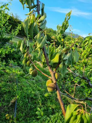 황매실님의 매실 · 병해충상담 작성글 사진
