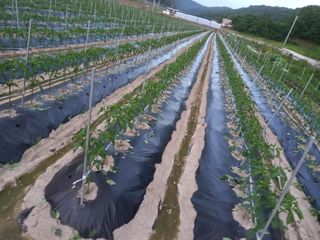 마정숙님의 고추 · 일상 작성글 사진