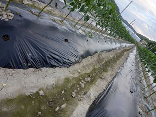 마정숙님의 고추 · 일상 작성글 사진