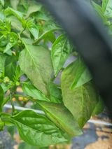 팜모닝 고추·병해충상담 게시글 이미지