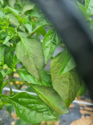 고추일등품종칼라병에님의 고추 · 병해충상담 작성글 사진