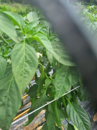 고추일등품종칼라병에님의 고추 · 병해충상담 작성글 사진