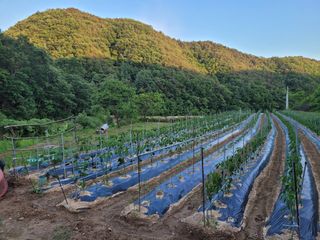 이기석님의 고추 · 일상 작성글 사진