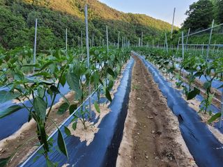 이기석님의 고추 · 일상 작성글 사진