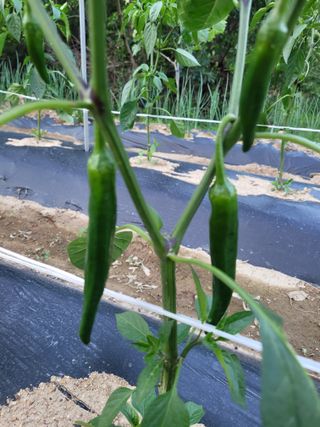 이기석님의 고추 · 일상 작성글 사진