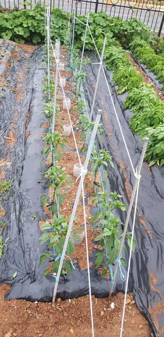 윤희태님의 고추 · 일상 작성글 사진