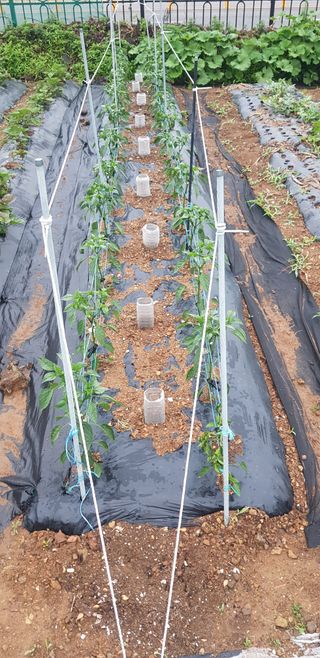 윤희태님의 고추 · 일상 작성글 사진