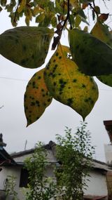 팜모닝 감·병해충상담 게시글 이미지