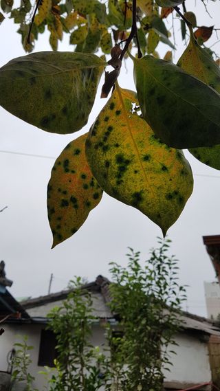 이명수님의 감 · 병해충상담 작성글 사진