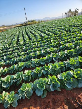 무안최향숙님의 양배추 · 자유게시판 작성글 사진