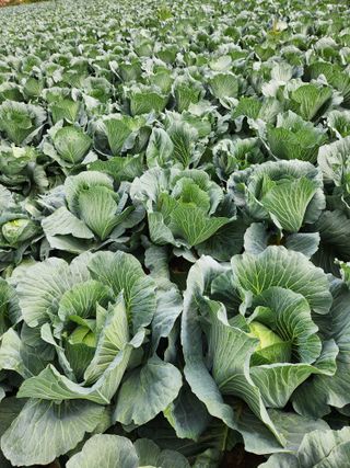 무안최향숙님의 양배추 · 자유게시판 작성글 사진