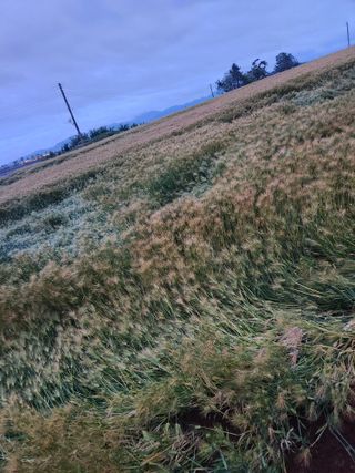 무안최향숙님의 양배추 · 자유게시판 작성글 사진