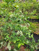 팜모닝 블루베리·자유게시판 게시글 이미지