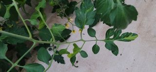 우지운님의 토마토 · 병해충상담 작성글 사진