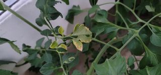 우지운님의 토마토 · 병해충상담 작성글 사진