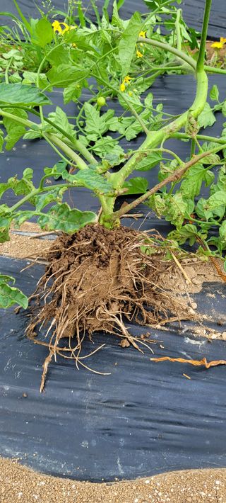 로즈마리님의 토마토 · 생장기 농작업 작성글 사진