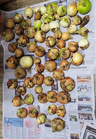 로즈마리님의 토마토 · 생장기 농작업 작성글 사진