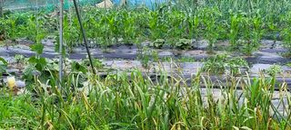 로즈마리님의 토마토 · 생장기 농작업 작성글 사진