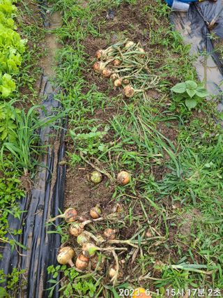 로즈마리님의 토마토 · 생장기 농작업 작성글 사진