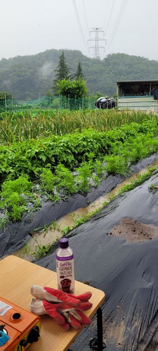 로즈마리님의 토마토 · 생장기 농작업 작성글 사진