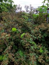 팜모닝 기타작물·자유게시판 게시글 이미지