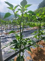 팜모닝 자유주제·자유게시판 게시글 이미지