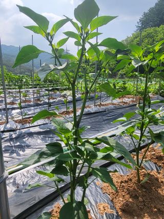 안영매(터실농장)님의 자유주제 · 자유게시판 작성글 사진