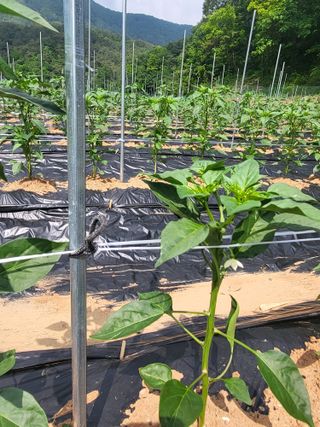 안영매(터실농장)님의 자유주제 · 자유게시판 작성글 사진