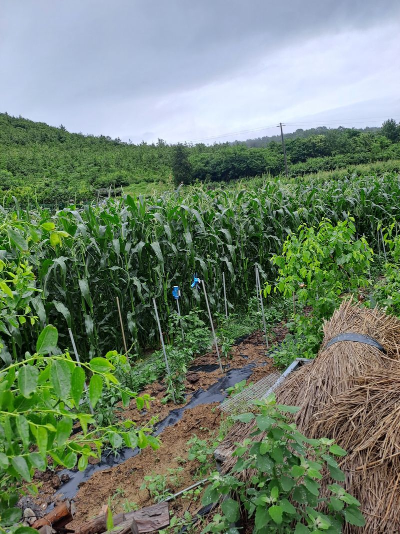 장터 상품 [대학찰옥수수 ] 썸네일