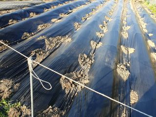 황정호님의 참깨 · 자유게시판 작성글 사진