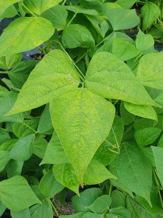 황정호님의 콩 · 병해충상담 작성글 사진