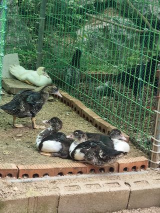 농사는보물이다님의 자유주제 · 자유게시판 작성글 사진