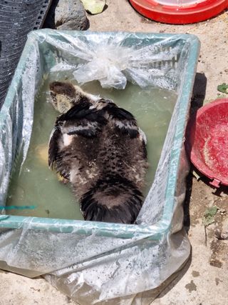 농사는보물이다님의 자유주제 · 자유게시판 작성글 사진