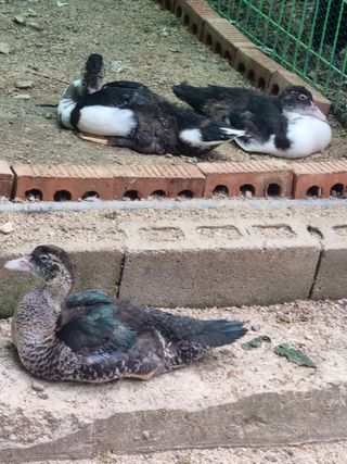 농사는보물이다님의 자유주제 · 자유게시판 작성글 사진