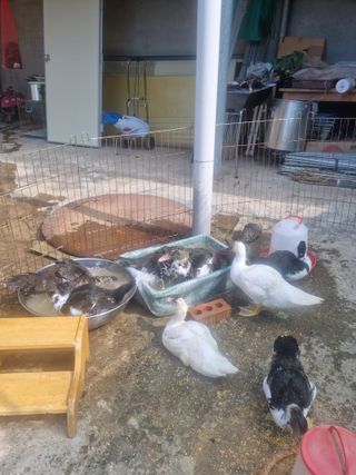 농사는보물이다님의 자유주제 · 자유게시판 작성글 사진