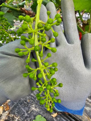 박종숙님의 포도 · 병해충상담 작성글 사진