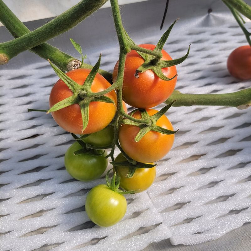 장터 상품 [달달이토마토 5kg] 썸네일