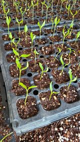 팜모닝 고추·병해충상담 게시글 이미지