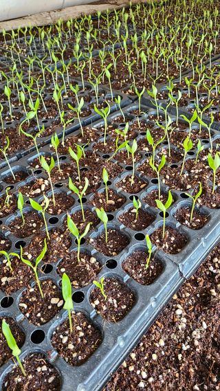 토룡님의 고추 · 병해충상담 작성글 사진