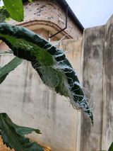 팜모닝 기타작물·병해충상담 게시글 이미지