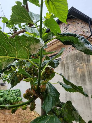 우정방님의 기타작물 · 병해충상담 작성글 사진