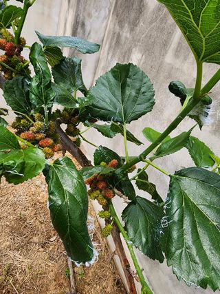 우정방님의 기타작물 · 병해충상담 작성글 사진