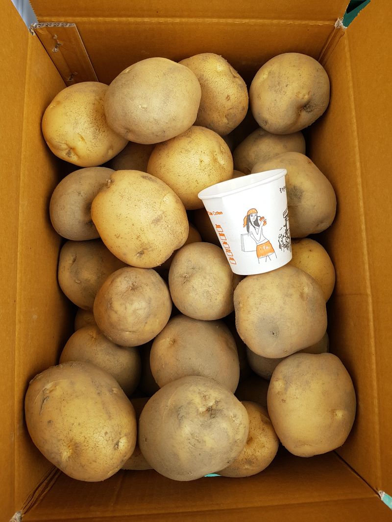 장터 상품 [수미 감자 10kg] 썸네일