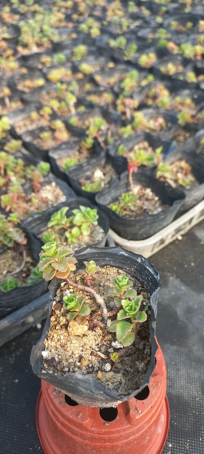 장터 상품 [장미세덤.알붐세덤 8cm포트] 썸네일