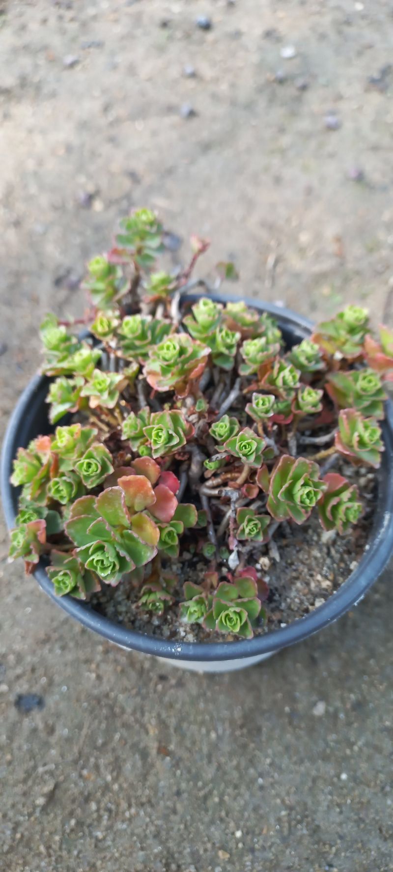 이재혁님의 장터 판매 상품 [장미세덤.알붐세덤 8cm포트] 첨부 사진