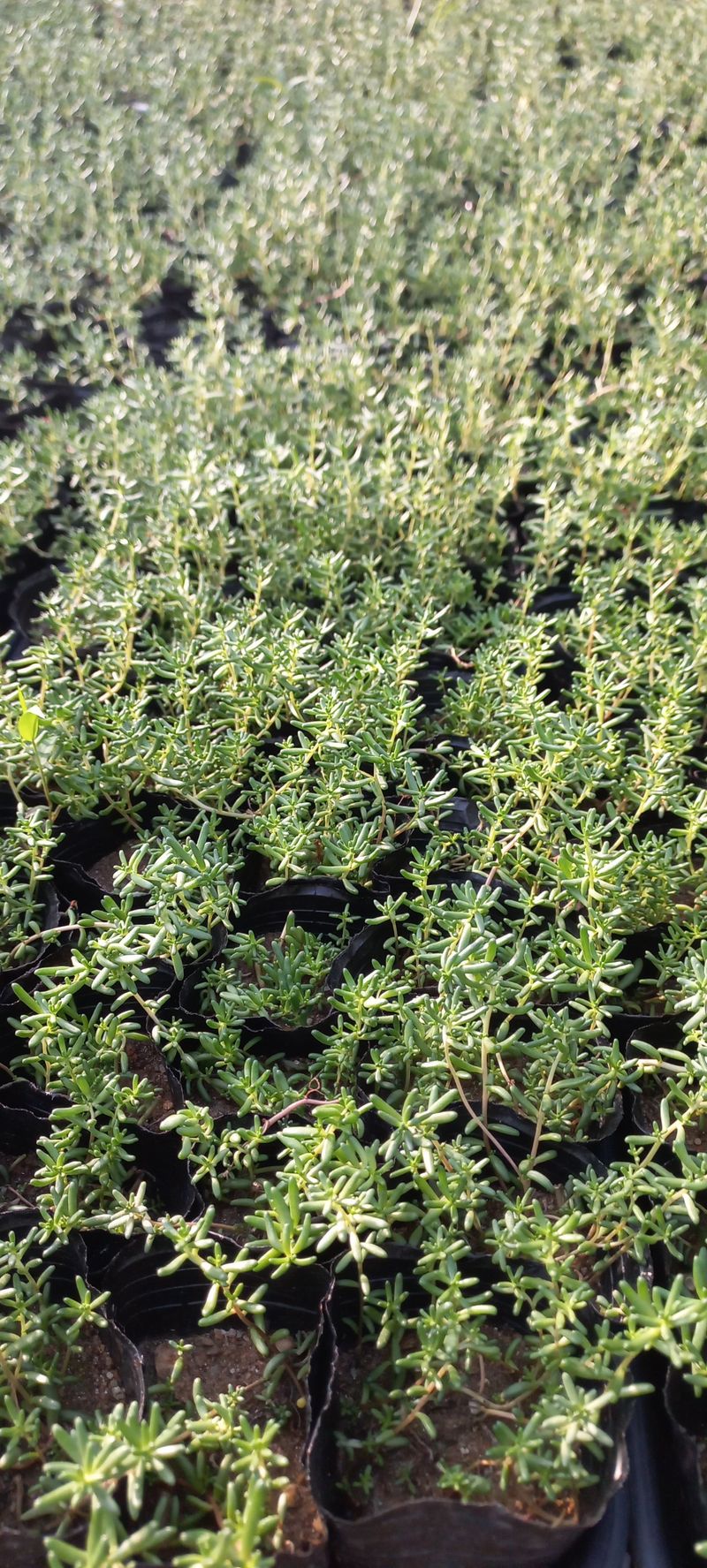 이재혁님의 장터 판매 상품 [장미세덤.알붐세덤 8cm포트] 첨부 사진