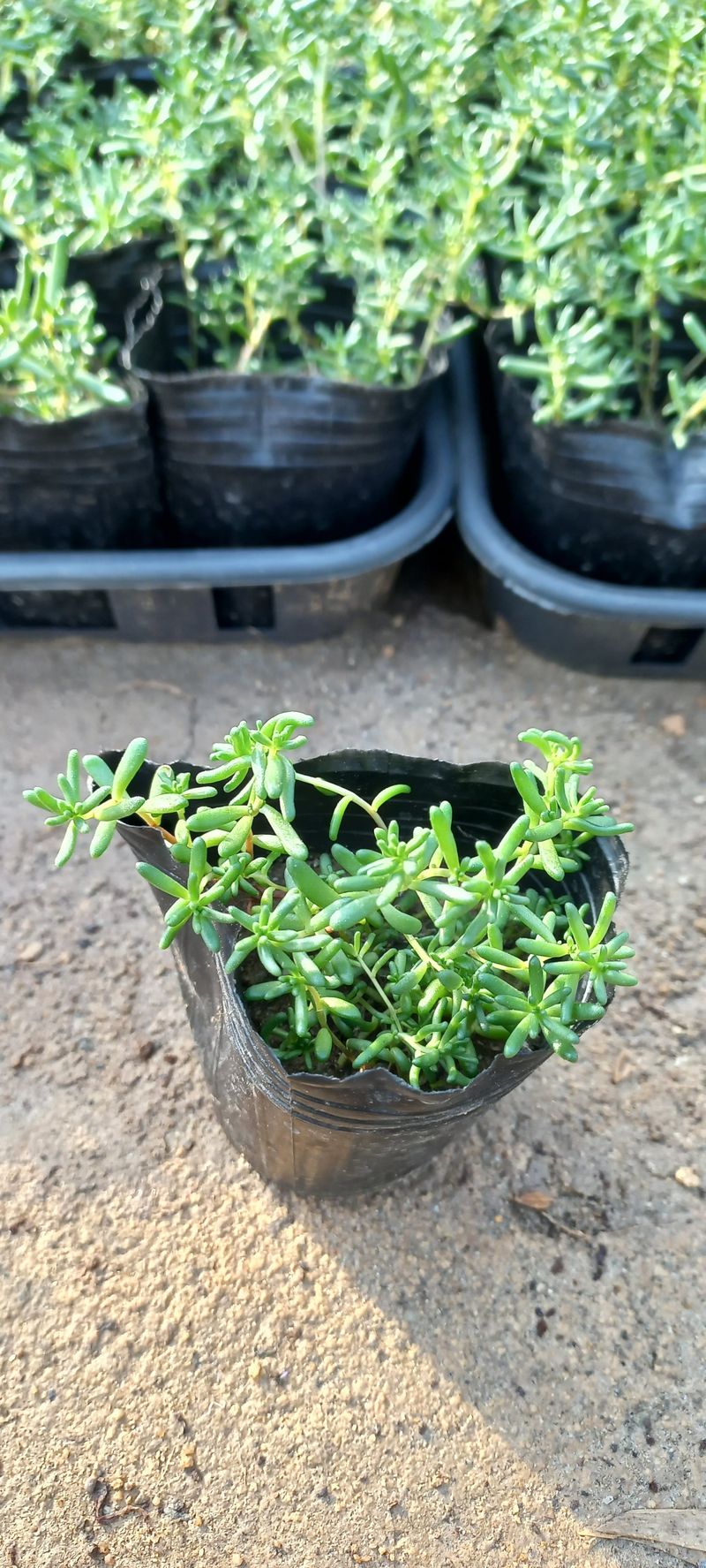 이재혁님의 장터 판매 상품 [장미세덤.알붐세덤 8cm포트] 첨부 사진