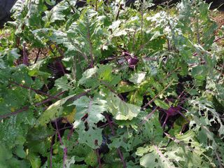 _고성농장님의 기타작물 · 자유게시판 작성글 사진